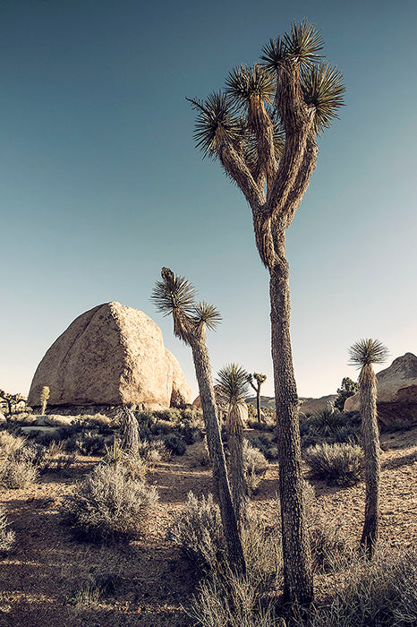 Californian-Desert