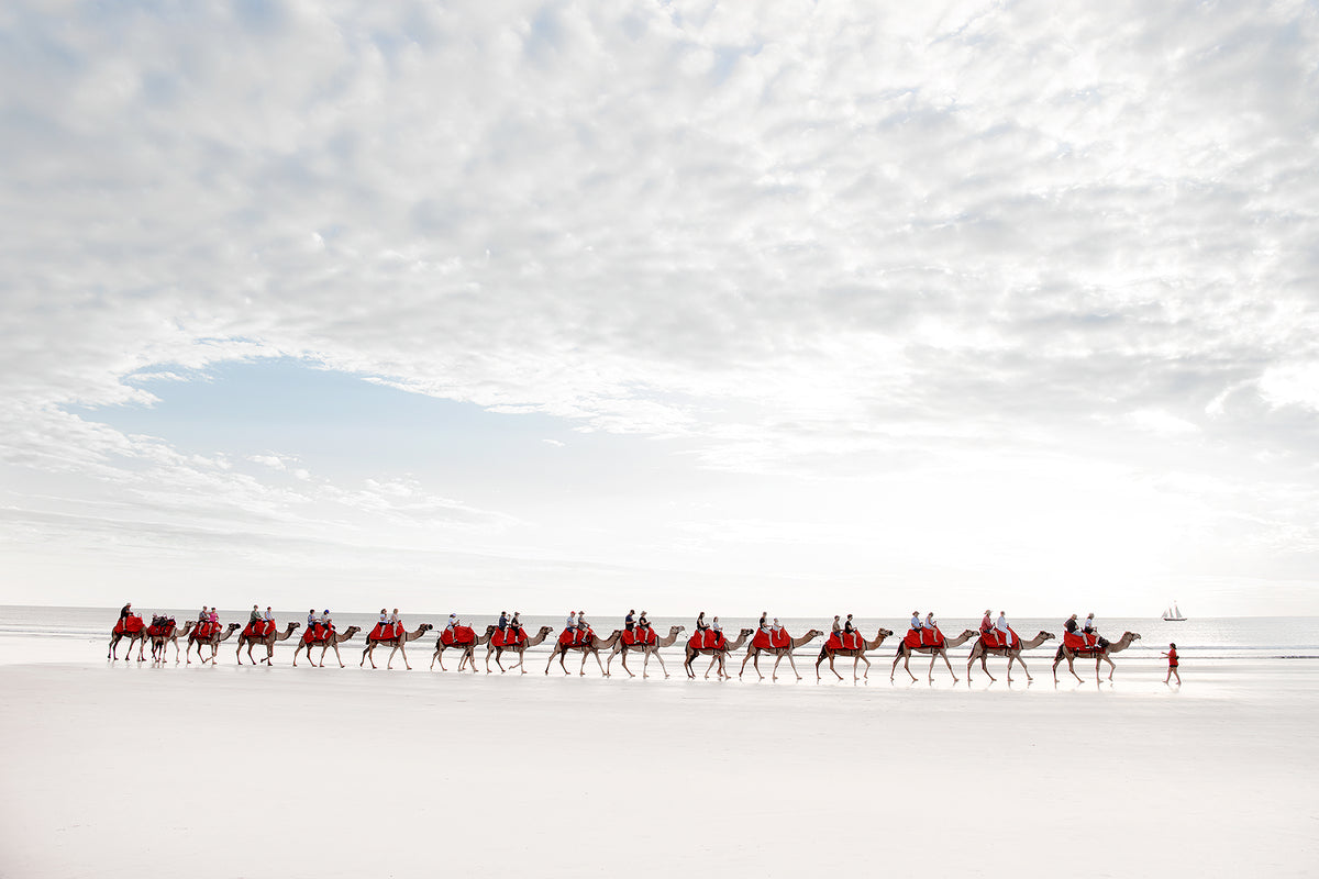 Camels In Red