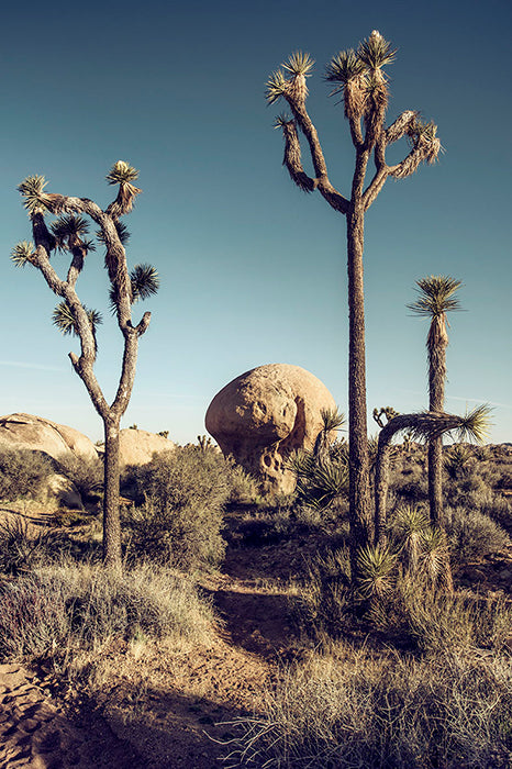 Desert-California