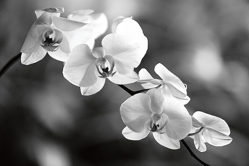 FRAJILITY
