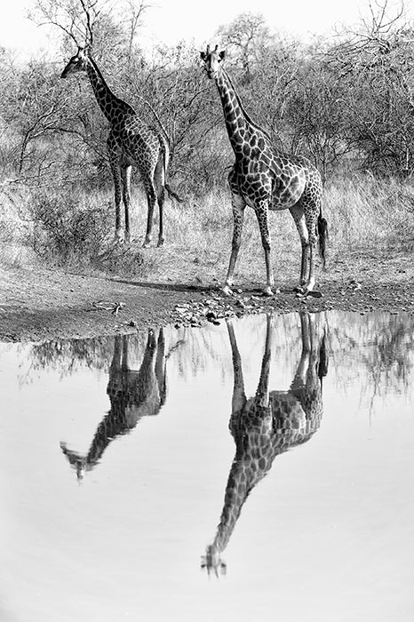 Giraffe-Duo-BW
