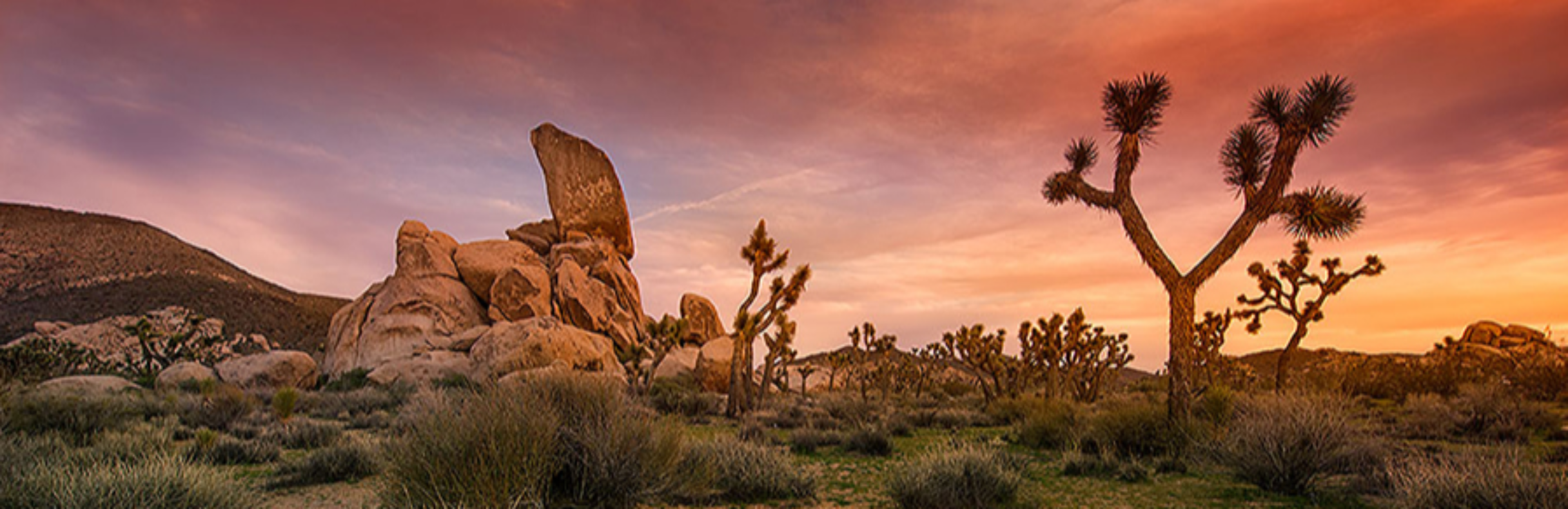 JOSHUA-TREE-Print