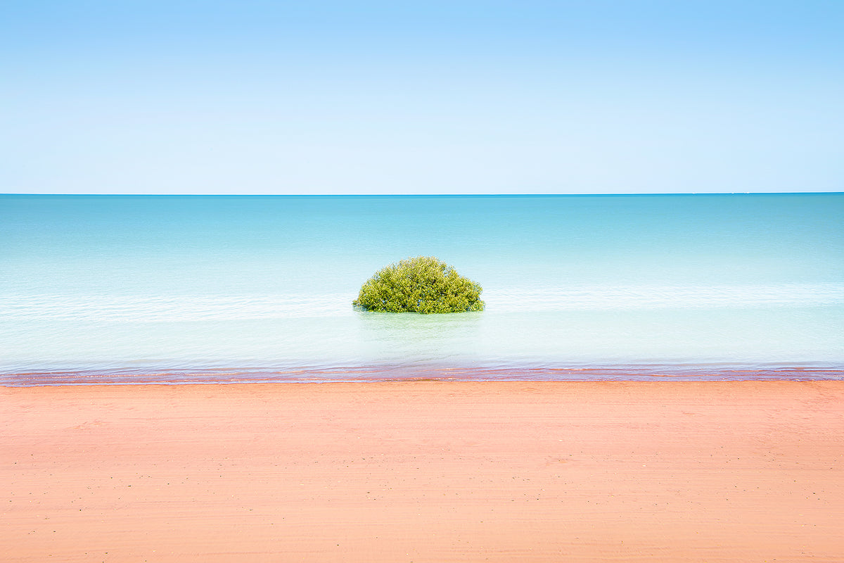 Lonely Mangrove