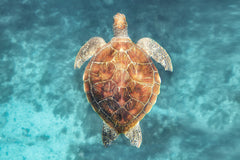 Green Sea Turtle