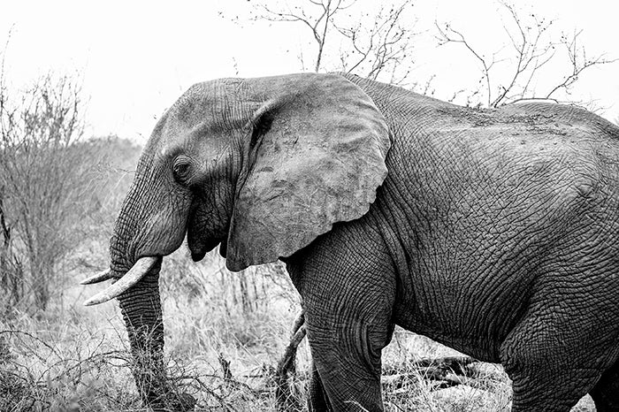 black and white fine art photo of Elephant in Africa by Matt Pearson