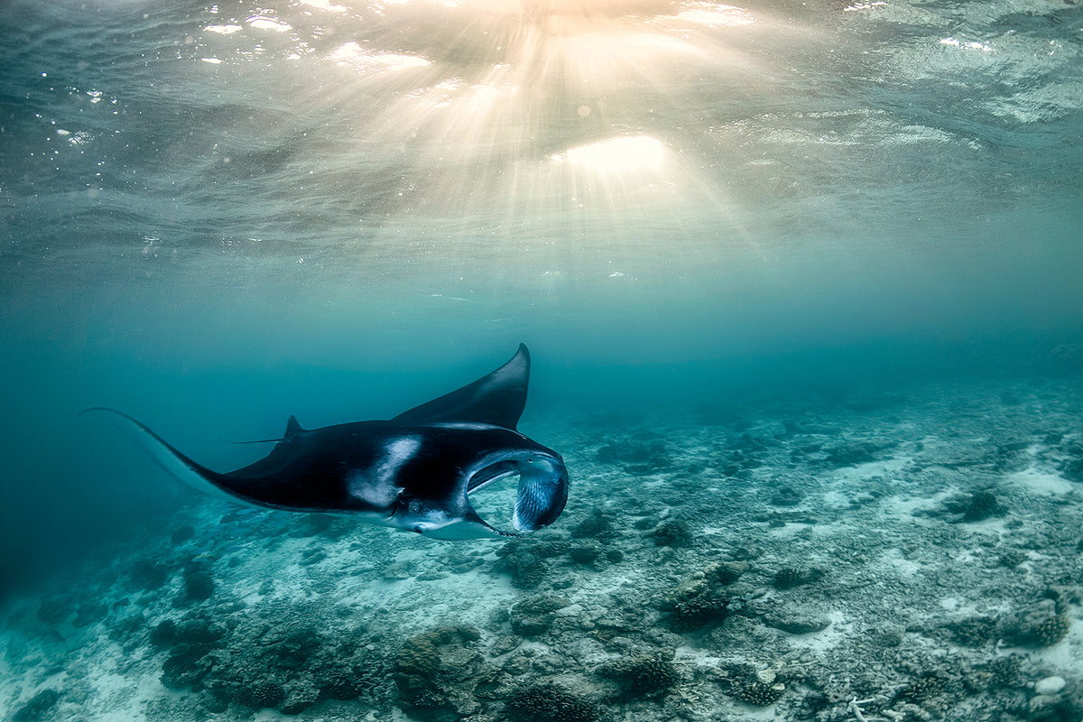 Manta Rays